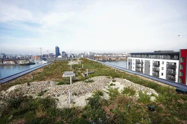 Bio-diverse living roof, Centenary Quay