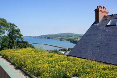wildflower roof with ocean in background