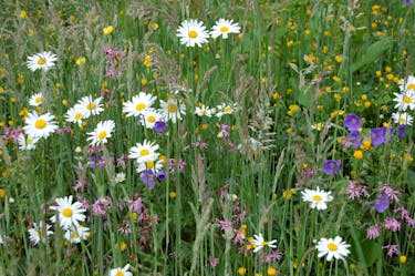 daisies, flowers and grass