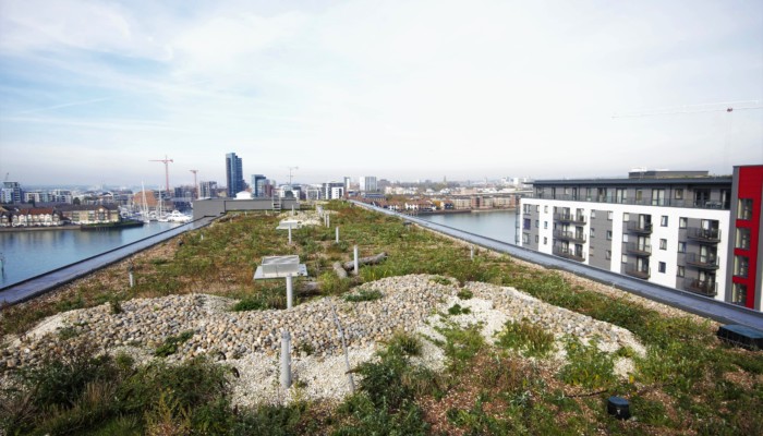 Biodiverse Living Roof