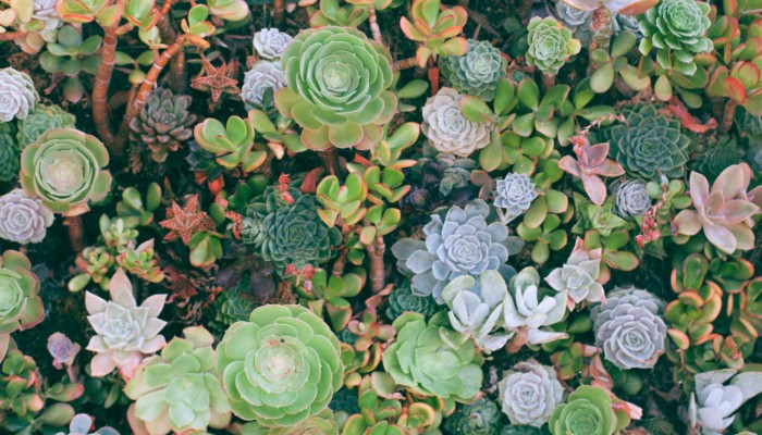 cactus and succulent plants from above