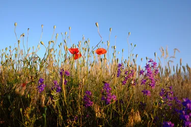 Wild Flowers Suitable For Roofs