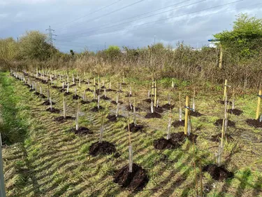 new trees planted