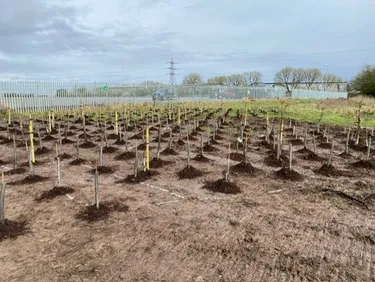 new trees planted in field