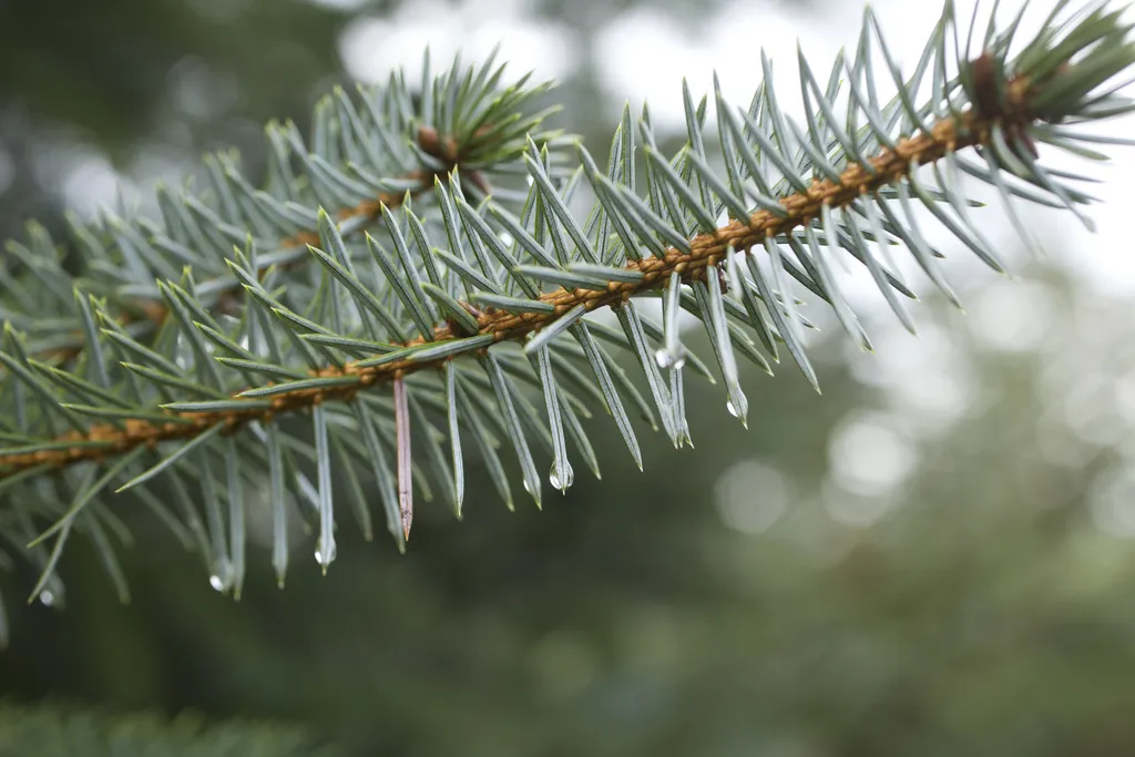 close up tree with rain