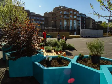 Blue flower pots
