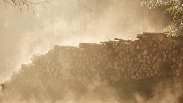 harvesting logs