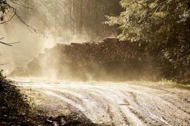 pile of wood next to a road in a forest