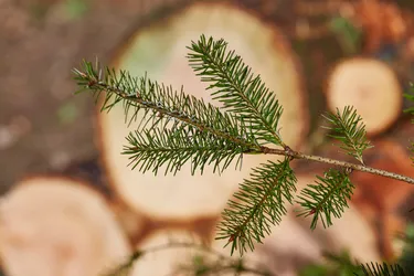 Branch of a Christmas tree
