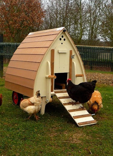chicken coop