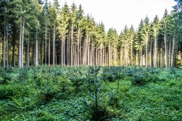 forestry