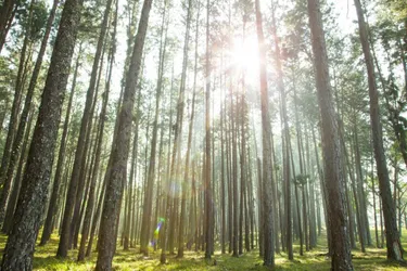 forest