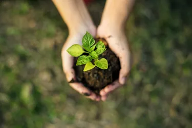 planting trees