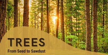 trees